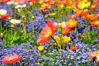 花畑のJPEG画像