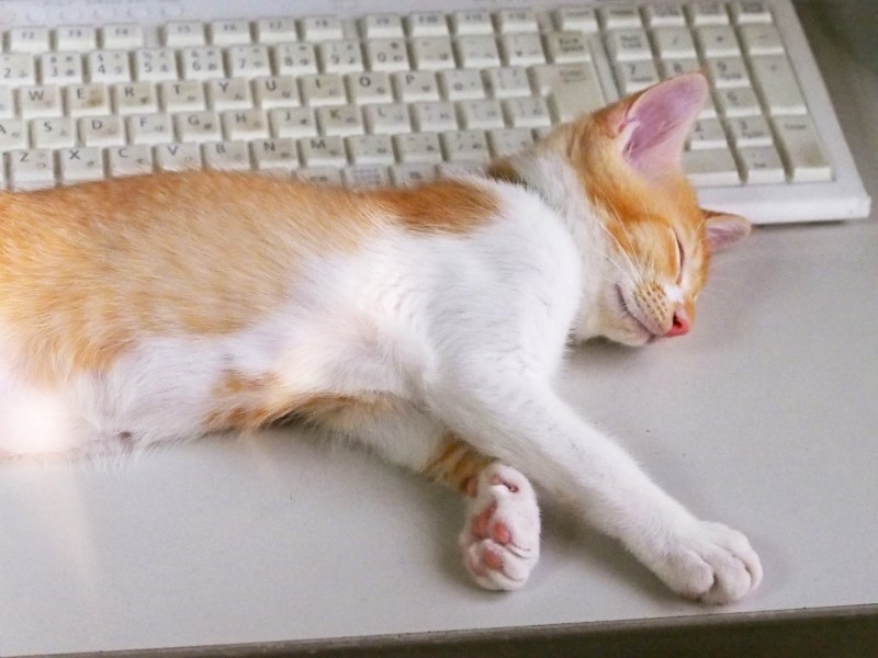 パソコンのキーボードの前に寝転ぶ猫の写真