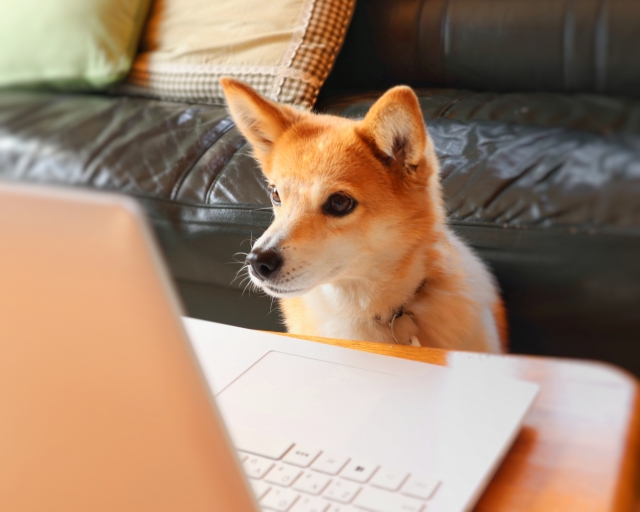 ソファーの前に座り真剣にパソコンを眺める柴犬